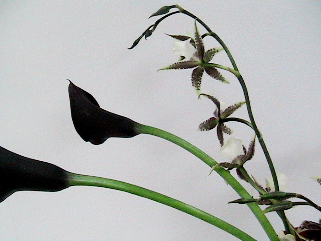 Miennemuses flowers
